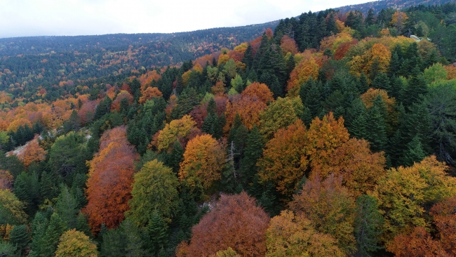 Sonbahar Uludağ'ı rengarenk ağaçlarla süsledi